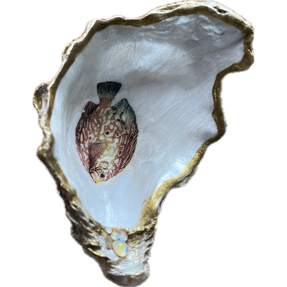 Little fish shell image